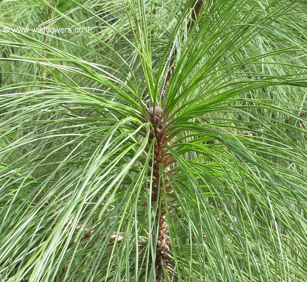 Pinus  canariensis